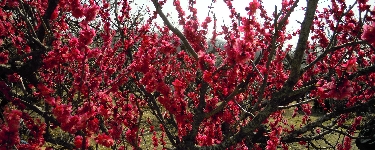 京都城陽散歩/青谷の梅林/2月下旬～3月中旬