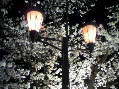 枚方散歩/枚方カントリーの夜桜