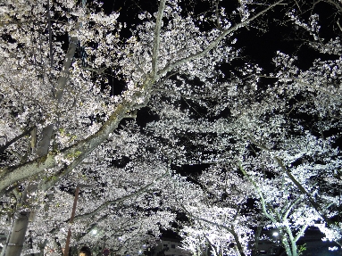 枚方散歩/枚方カントリーの夜桜