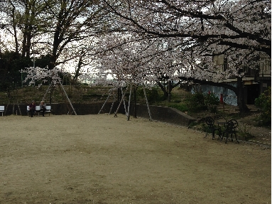 枚方（光善寺）散歩/楽寿荘の桜