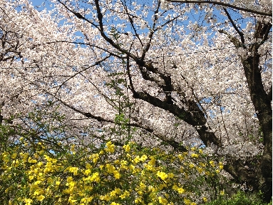 枚方（光善寺）散歩/楽寿荘の桜