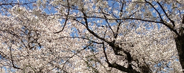 枚方散歩/枚方カントリーの夜桜/3月下旬～4月上旬